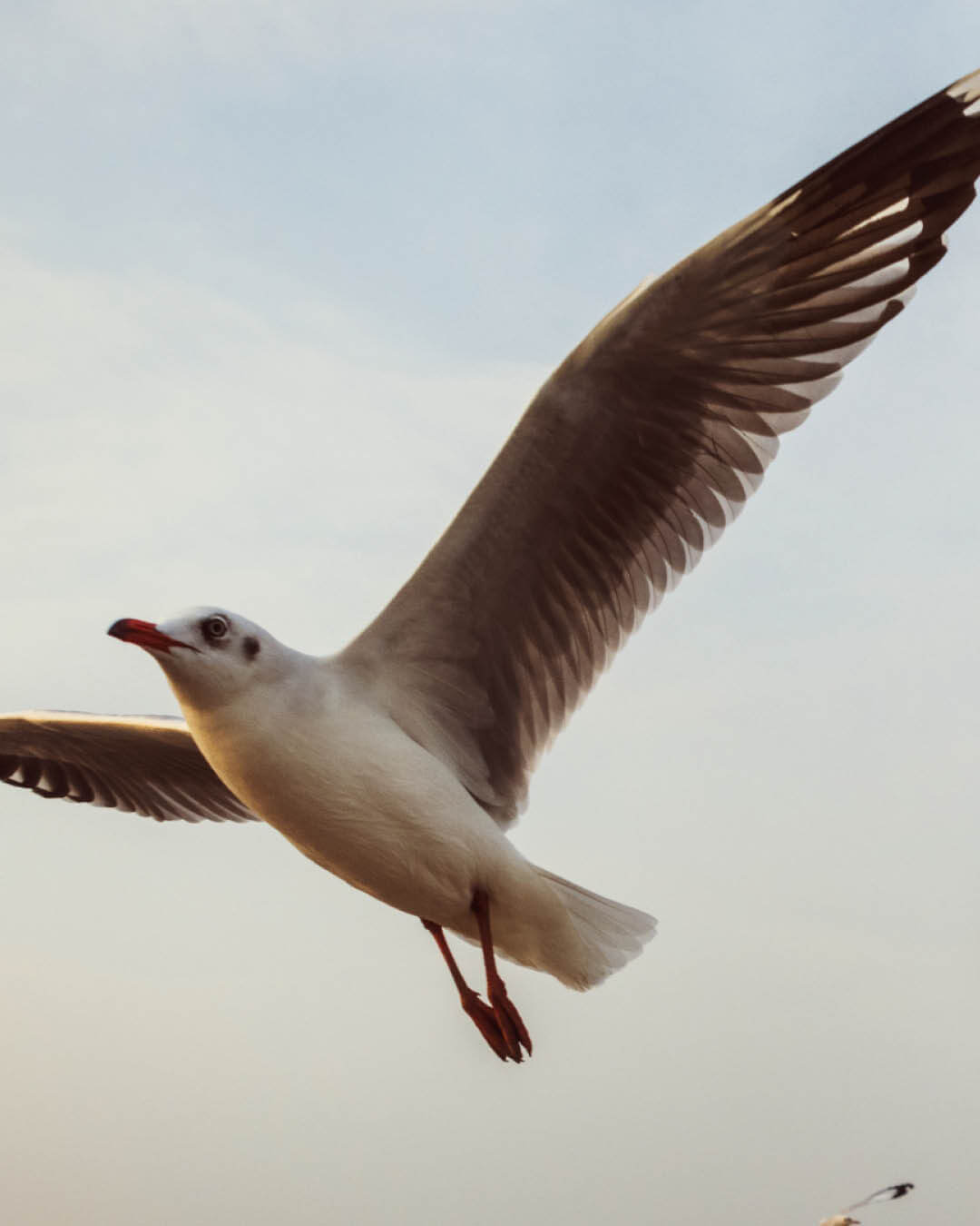 marco westerkamp - harculo5